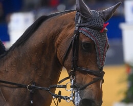 Albert Riele Partnerem Cavaliady 2022 2023 2 - 8