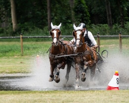 Baborowko Jumping Show 2026 Pop - 16